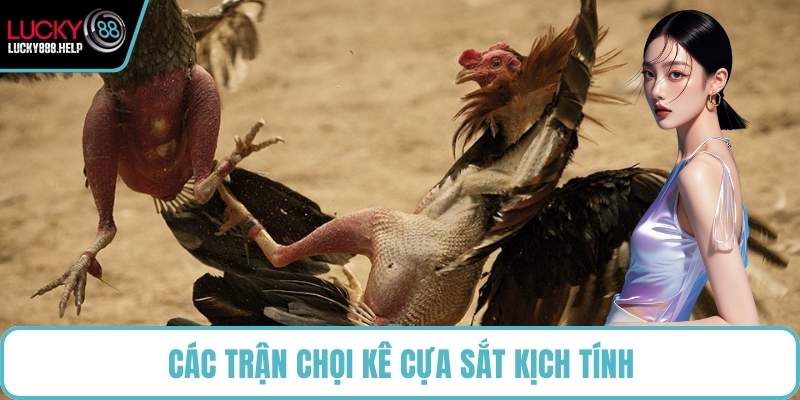 Các trận chọi kê cựa sắt kịch tính