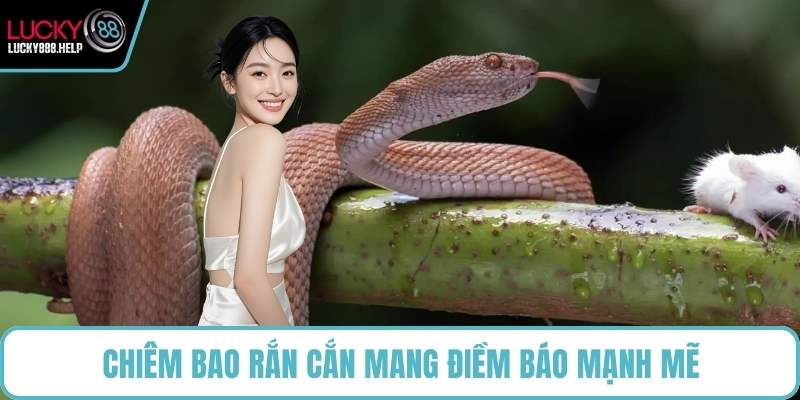 Chiêm bao rắn cắn mang điềm báo mạnh mẽ