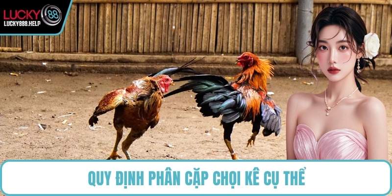 Quy định phân cặp chọi kê cụ thể