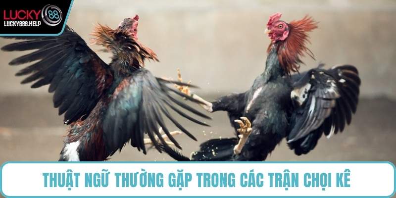 Thuật ngữ thường gặp trong các trận chọi kê