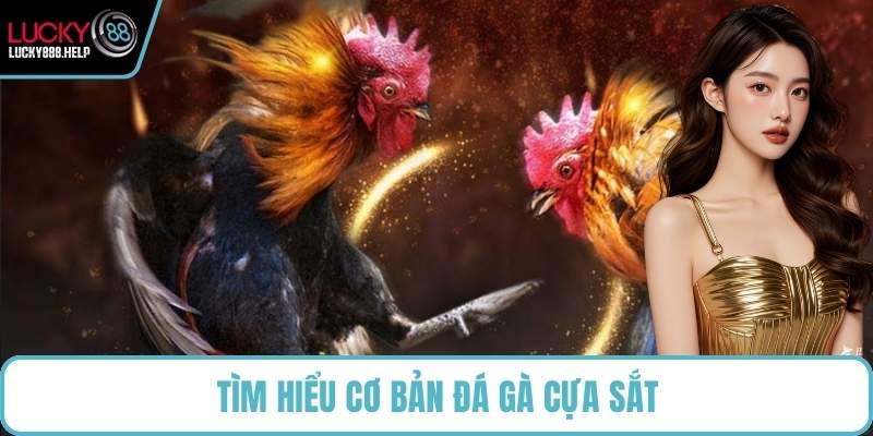 Tìm hiểu cơ bản đá gà cựa sắt