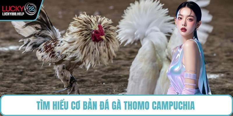 Tìm hiểu cơ bản đá gà Thomo Campuchia 