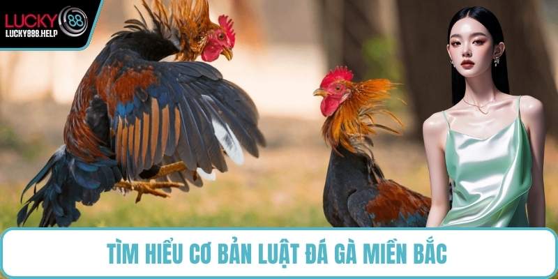 Tìm hiểu cơ bản luật đá gà miền Bắc