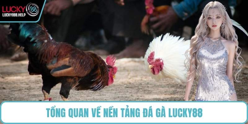 Tổng quan về nền tảng đá gà LUCKY88